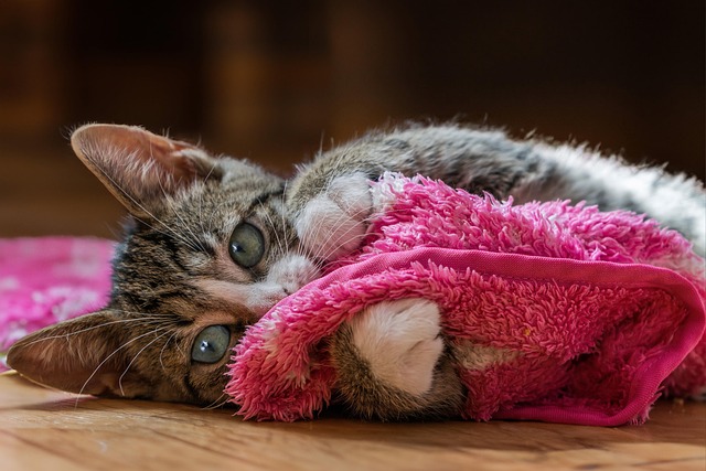 How Much Dust Does Floor Sanding Really Make You Might Be Surprised…